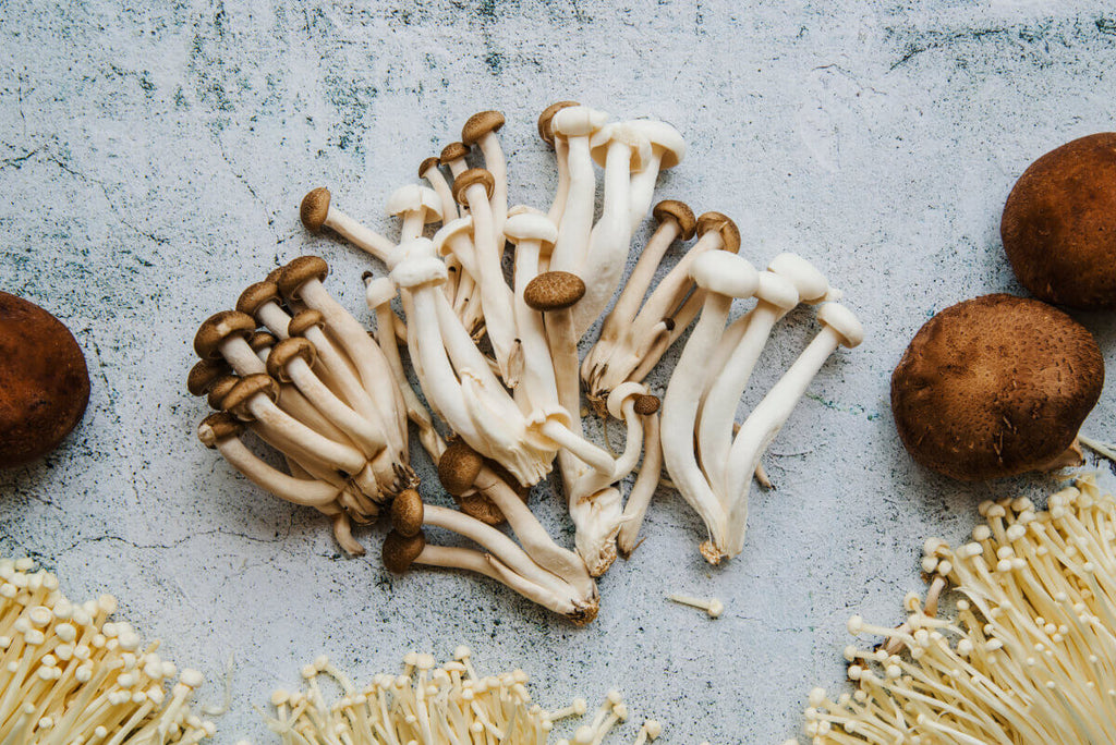 Lion’s Mane Mushroom Benefits: From Heart Health to Gut Health